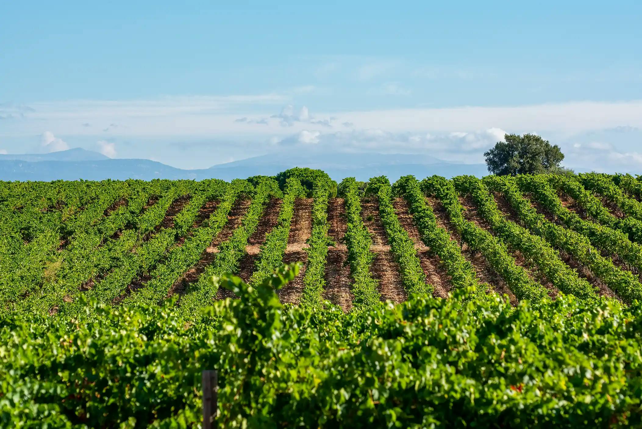 Wine field view of Bandol, France